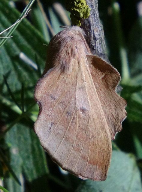 Phyllodesma tremulifolia - nyárlevélpohók