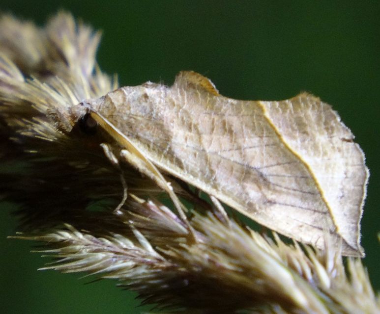 Calyptra thalictri - öblösszárnyú bagoly
