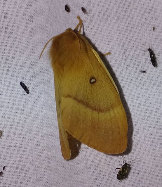Lasiocampa quercus - tölgyfaszövő