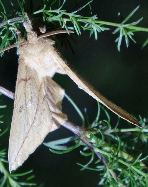 Euthrix potatoria - szomjas pohók