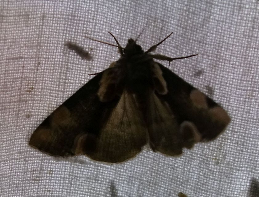 Thyatira batis - rózsafoltos pihésszövő