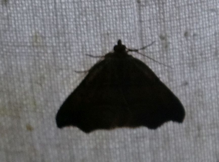 Laspeyria flexula - zuzmóbagoly