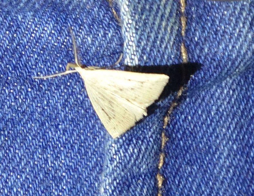 Macrochilo cribrumalis - csontszínű karcsúbagoly