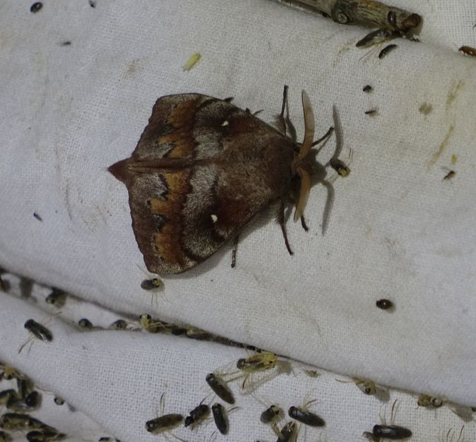 Dendrolimus pini - fenyőpohók