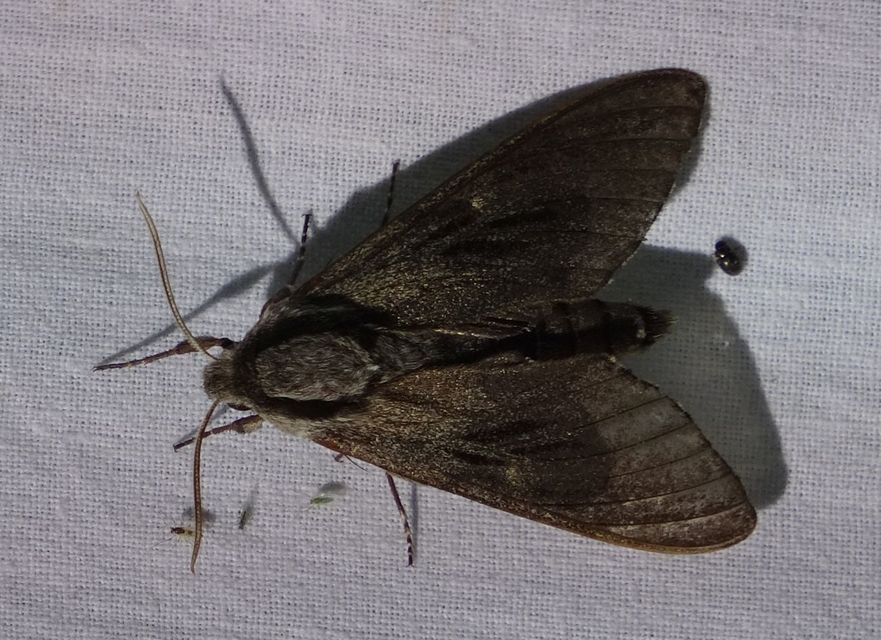 Hyloicus pinastri - fenyőszender