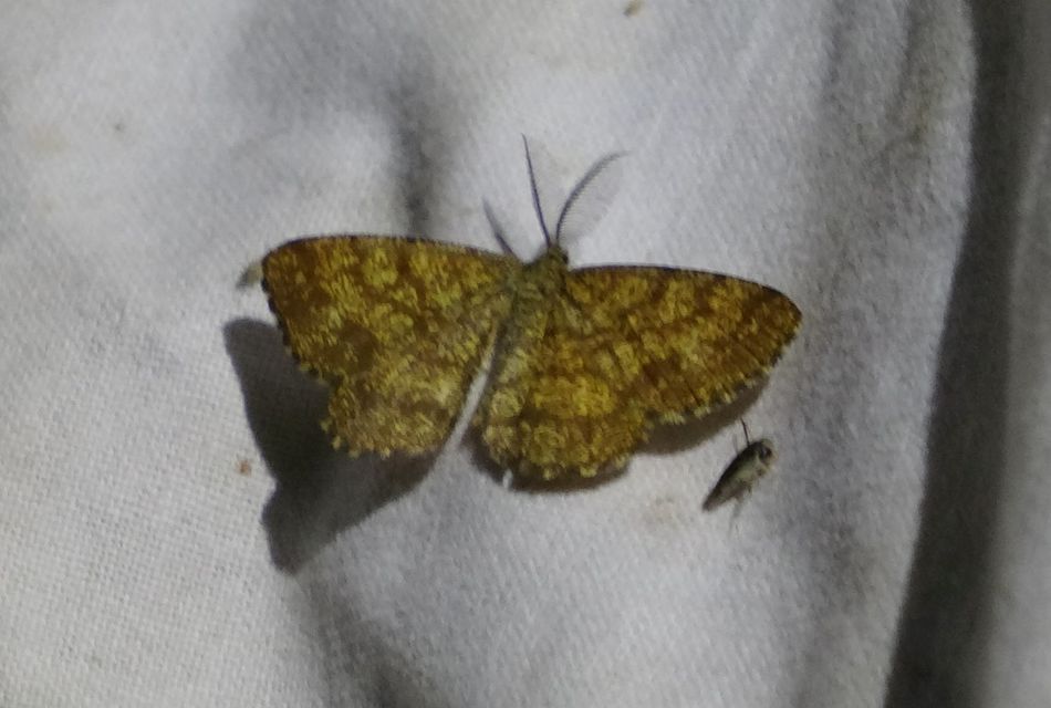 Ematurga atomaria - barna rétiaraszoló