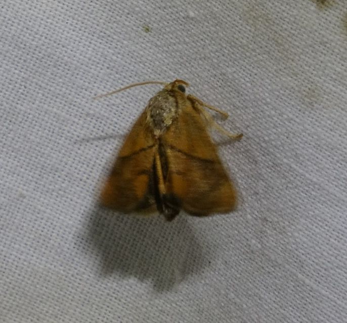 Apoda limacodes - kagylólepke