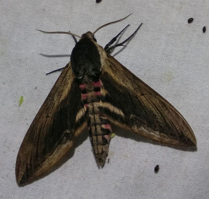 Sphinx ligustri - fagyalszender