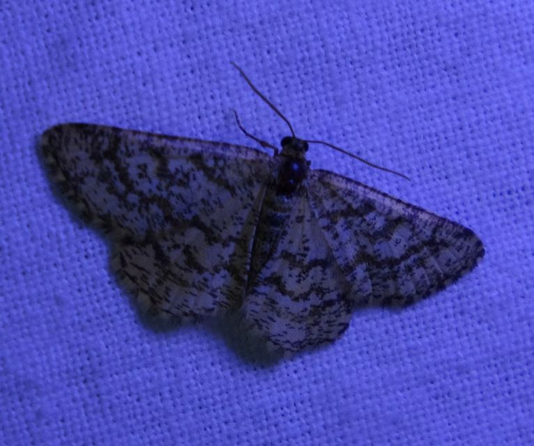 Heliomata glarearia - bőrszínű araszoló