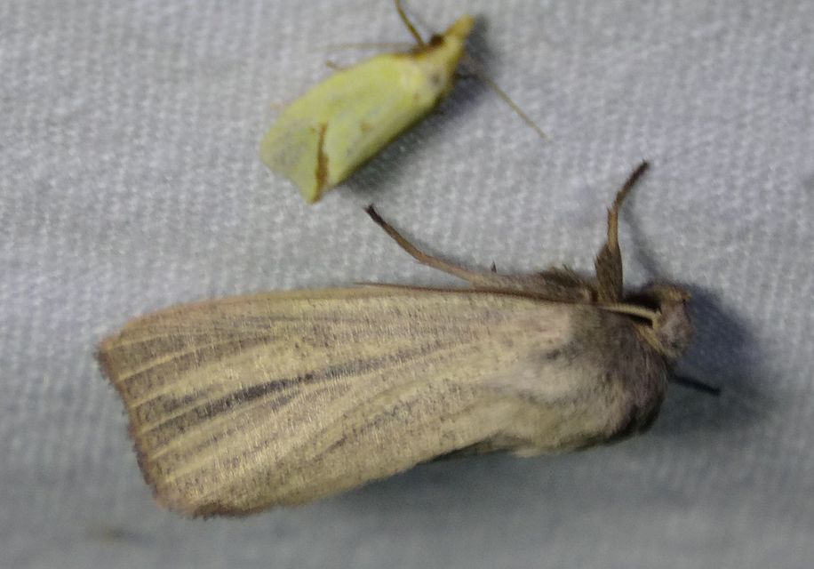 Mythimna pudorina - vörös rétibagoly