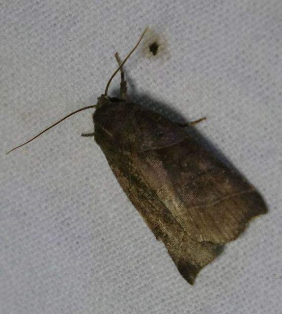 Ipimorpha retusa - sarlós fűzbagoly