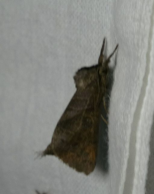 Clostera anastomosis - barna levélszövő