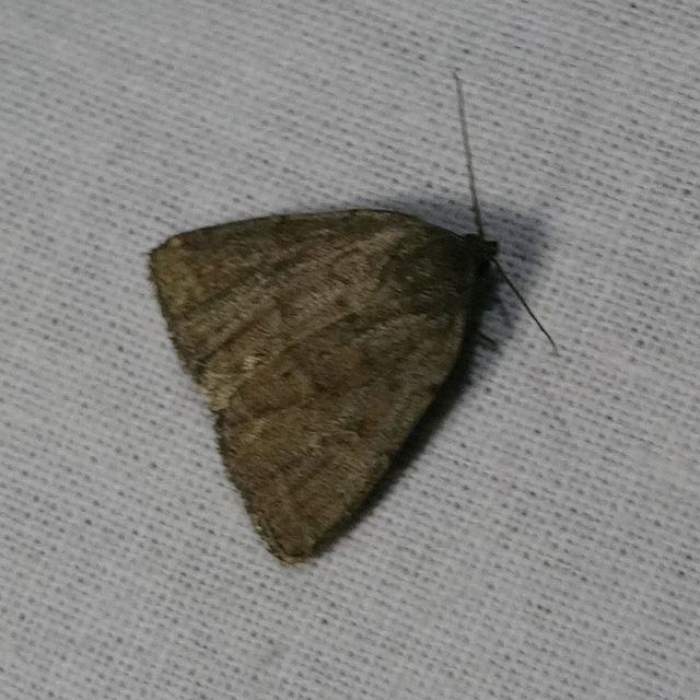 Acosmetia caliginosa - imolabagoly