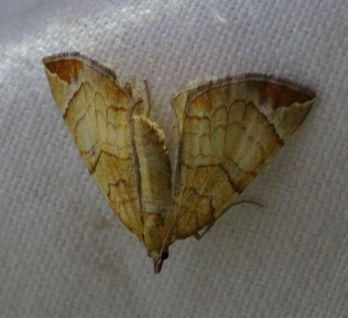 Eulithis testata - rezgőnyár-tarkaaraszoló