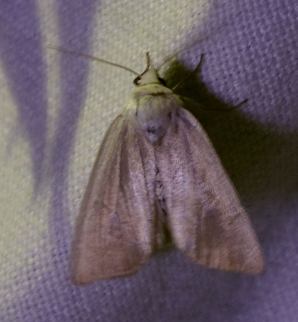 Arenostola phragmitidis - selymes nádibagoly