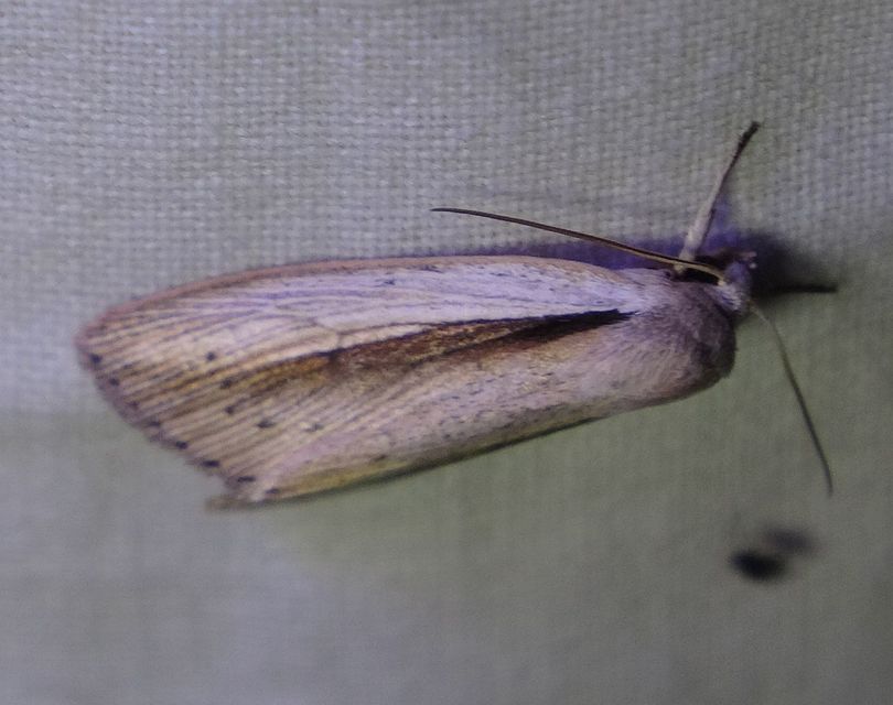 Senta flammea - lándzsás lápibagoly