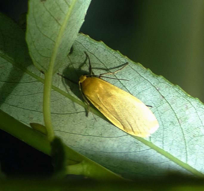 Eilema sororcula - sárga zuzmószövő