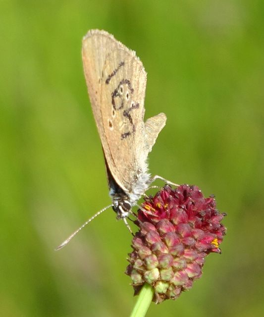 Phengaris nausithous - sötétaljú hangyaboglárka