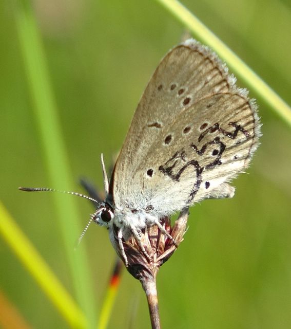 Phengaris teleius - vérfű-hangyaboglárka