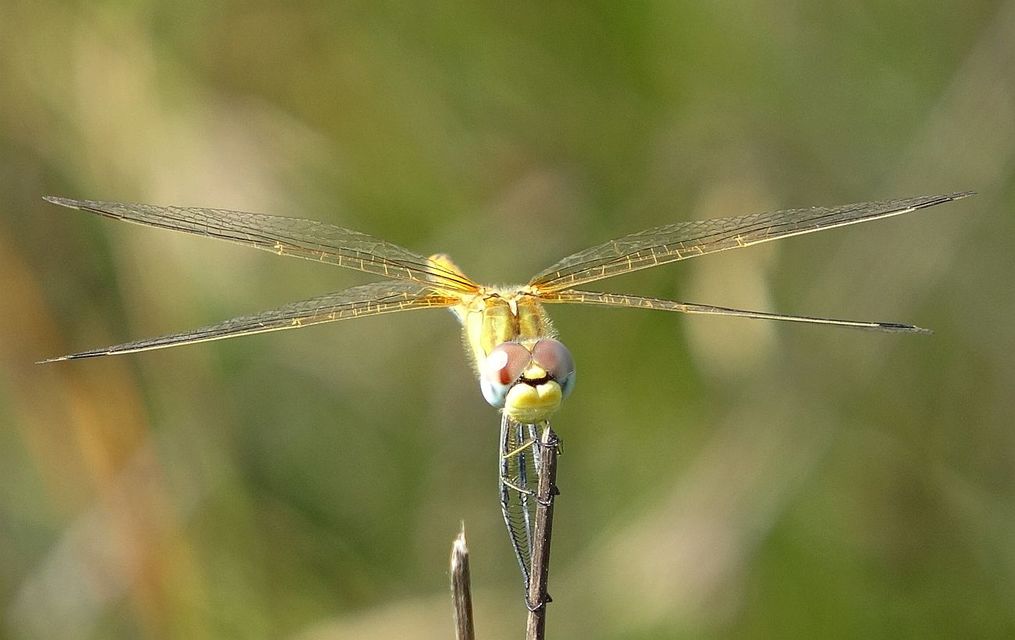 Sympetrum fonscolombii - vándor katona-szitakötő