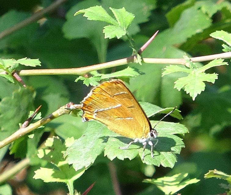 Thecla betulae - nyírfalepke