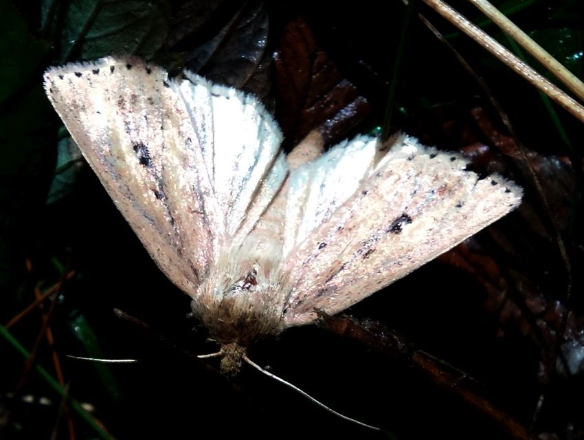 Globia sparganii - nagy nádibagoly