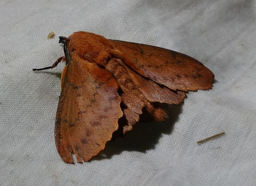 Gastropacha quercifolia - tölgylevélpohók