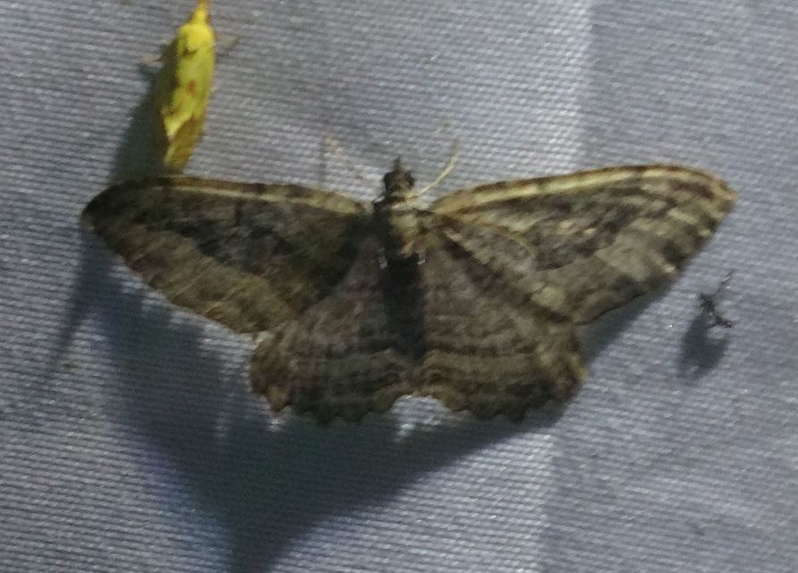 Philereme transversata - varjútövis-araszoló
