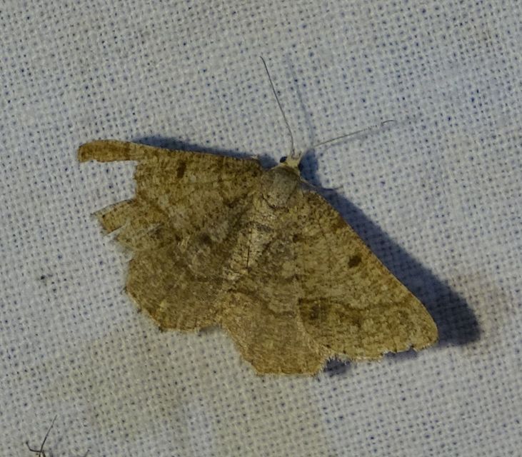 Tephrina murinaria - egérszínű araszoló