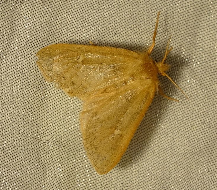 Ocneria rubea - rőt gyapjaslepke
