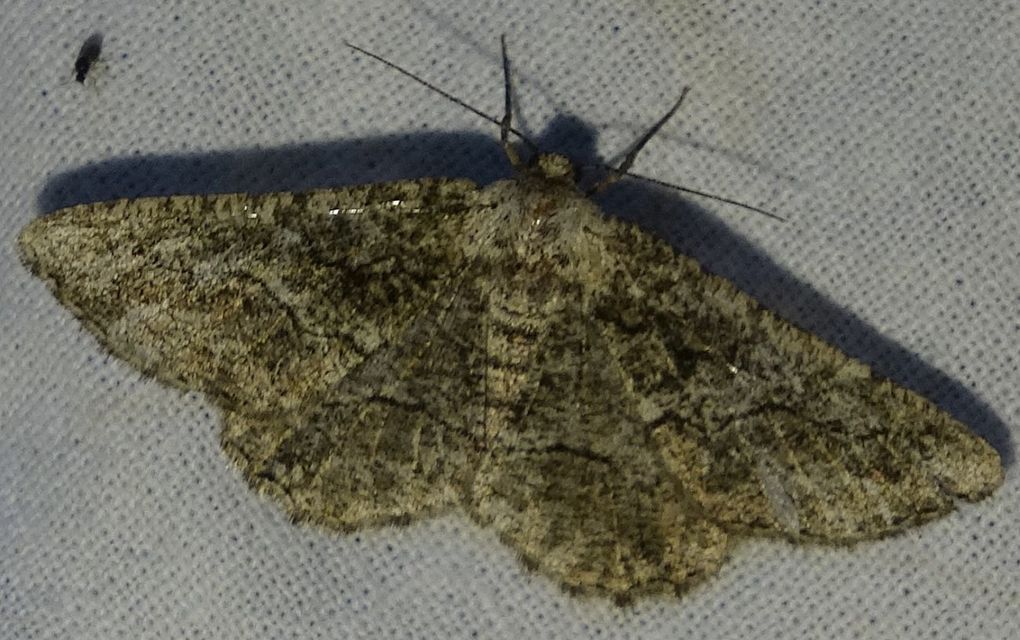 Synopsia sociaria - ürömaraszoló