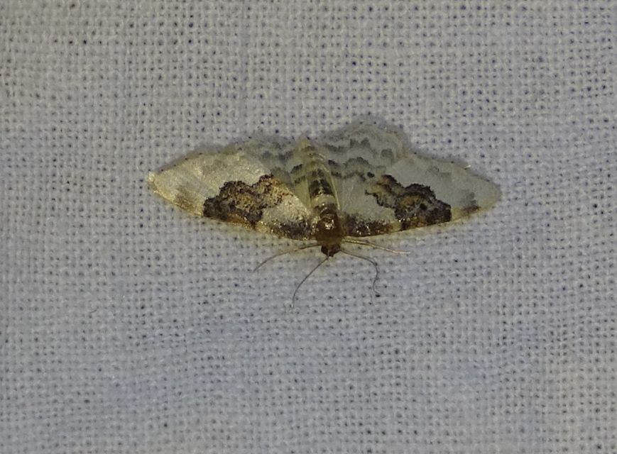 Idaea rusticata - tarka apróaraszoló