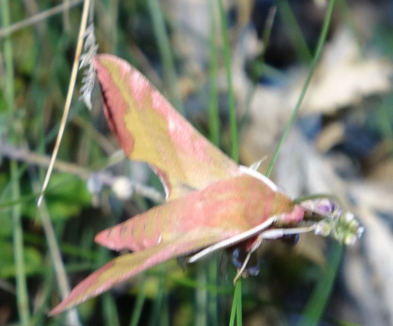 Deilephila porcellus - piros szender