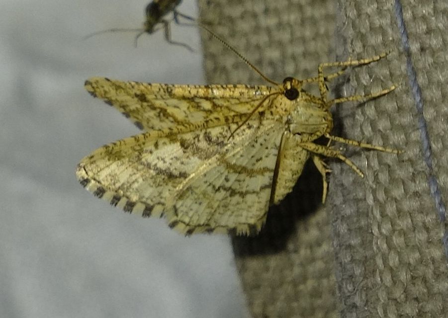 Heliomata glarearia - bőrszínű araszoló