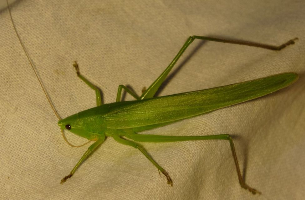 Ruspolia nitidula - nagy kúpfejűszöcske