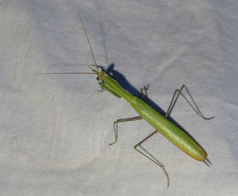 Mantis religiosa - imádkozósáska