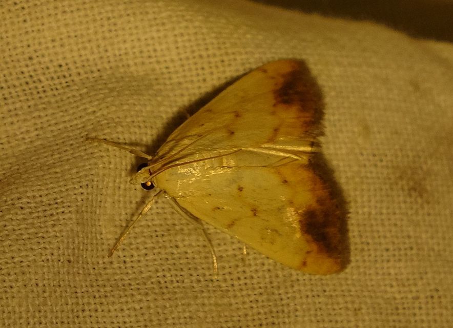 Evergestis extimalis - kerti dudvamoly