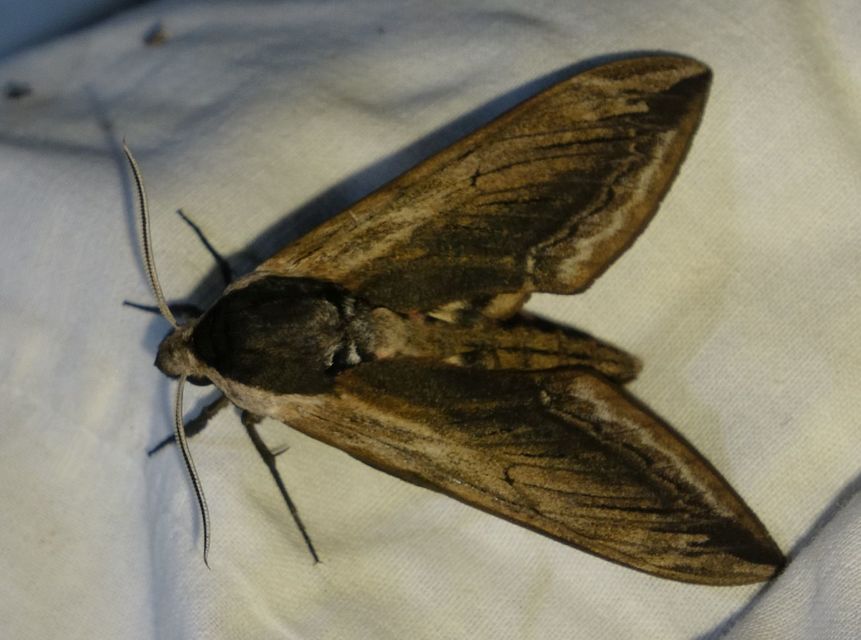 Sphinx ligustri - fagyalszender