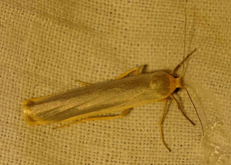 Eilema complana - közönséges zuzmószövő