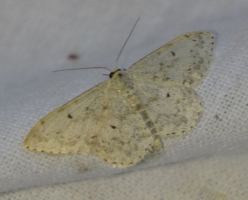 Scopula marginepunctata - pettyes sávosaraszoló
