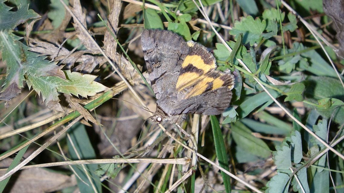 Catocala hymenaea - kökény-övesbagoly