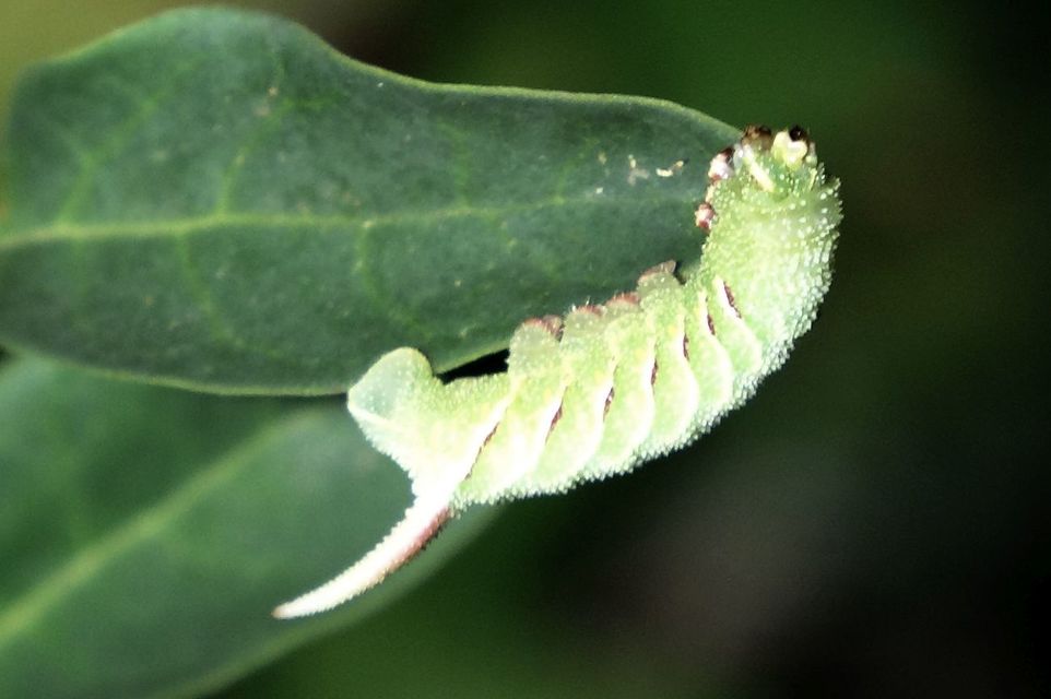 Sphinx ligustri - fagyalszender