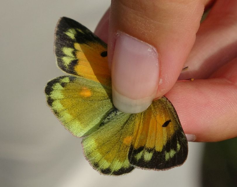 Colias chrysotheme - dolomit-kéneslepke