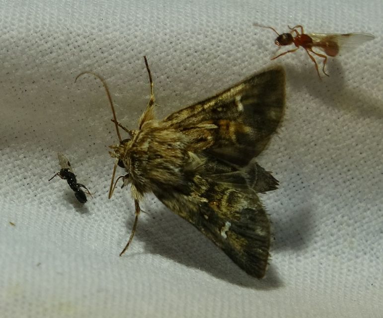Calophasia lunula - gyújtoványfű-apróbagoly