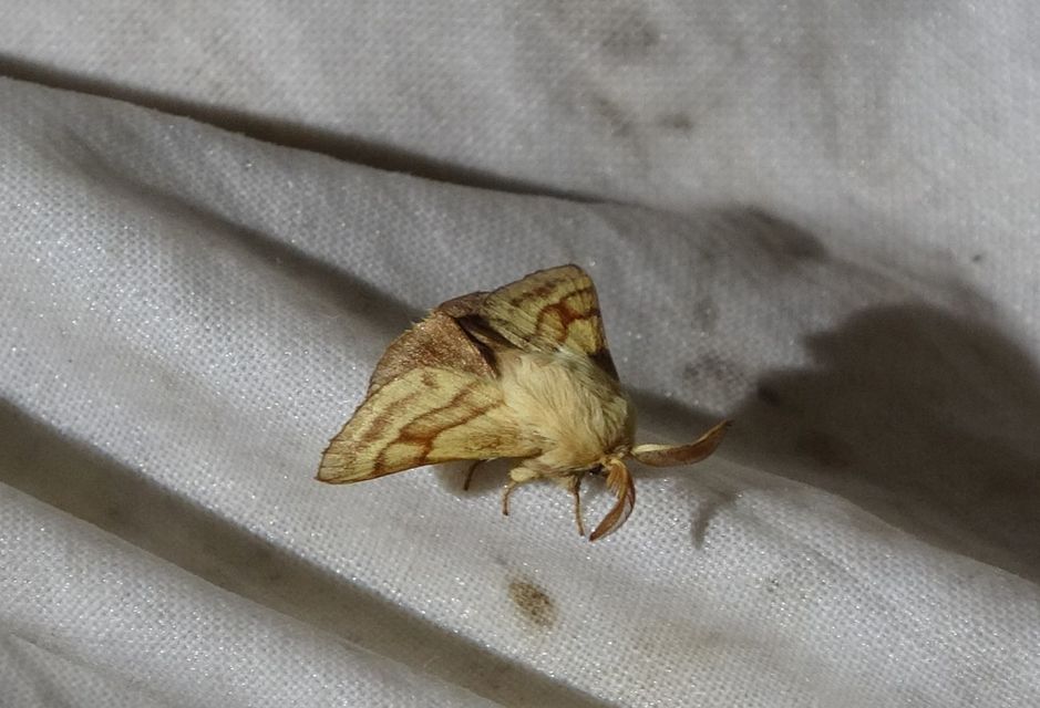 Malacosoma castrensis - kutyatejszövő