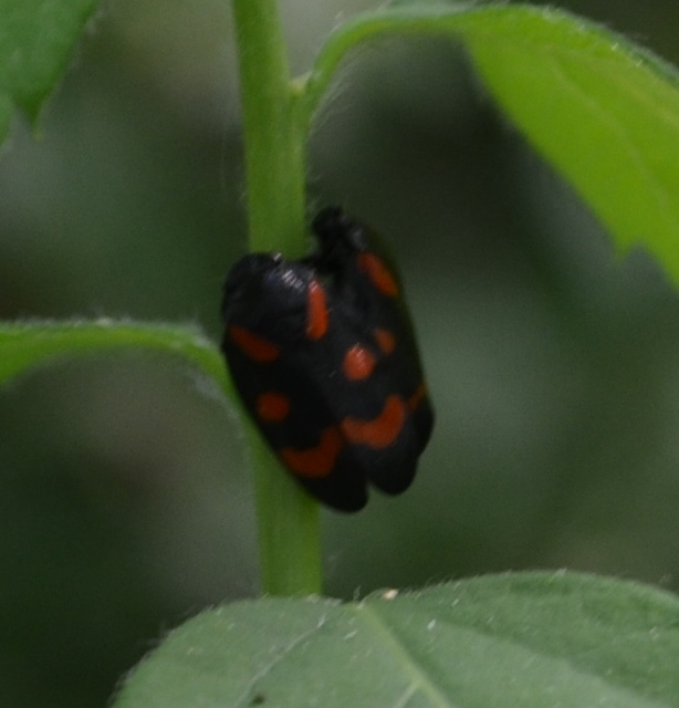 Cercopis arcuata/sanguinolenta