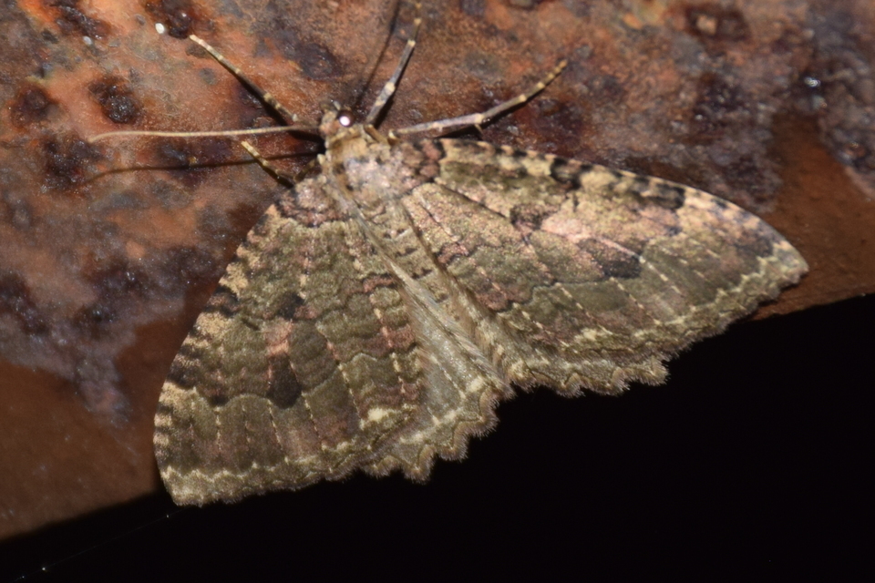 Triphosa dubitata - kutyabenge-araszoló