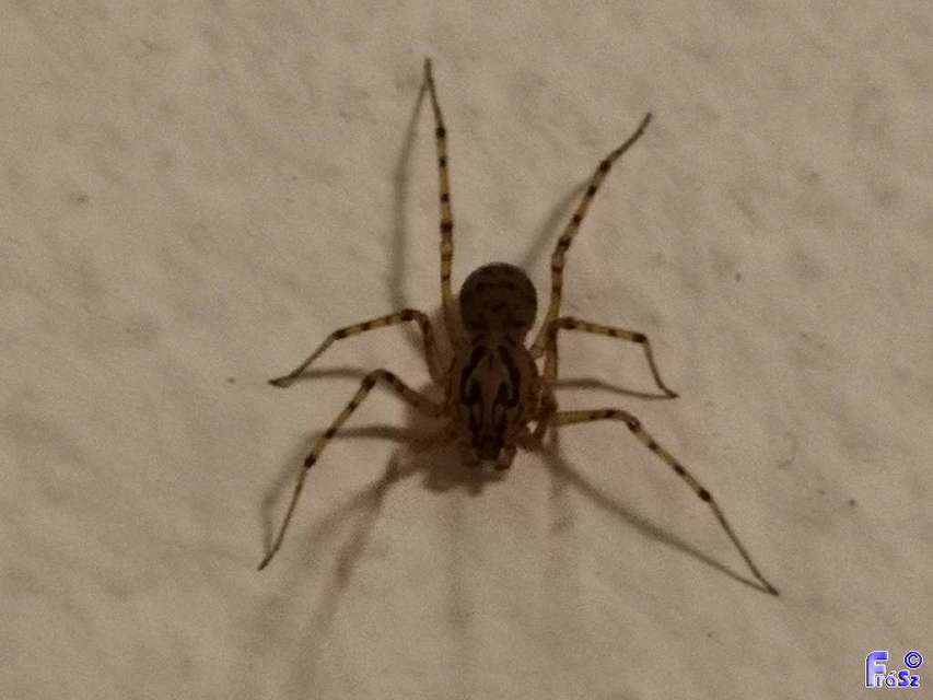 Scytodes thoracica - közönséges csupaszpók