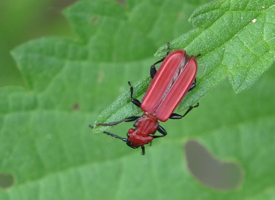 Cucujus cinnaberinus - skarlátbogár
