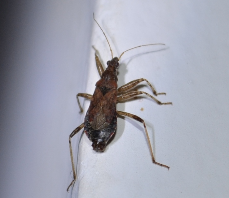 Himacerus mirmicoides - csalán-tolvajpoloska